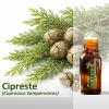 Cipreste - Óleo Essencial