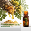 Frankincense Serrata - Óleo Essencial