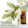 Tea Tree / Árvore do Chá - Óleo Essencial