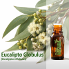 Eucalipto Globulus - Óleo Essencial